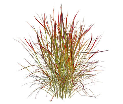 Panicum virgatum tree, front view, cutout, transparent background, isolate, architecture visualization, Vibrant Red Grass Tufts - Natural Vegetation for Scenic Compositions