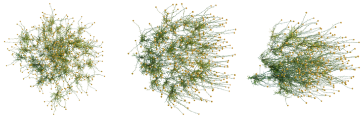 Santolina rosmarinifolia tree plan, top view, cutout, isolate, good for architecture visualization, Three green trees with yellow flowers on transparent background