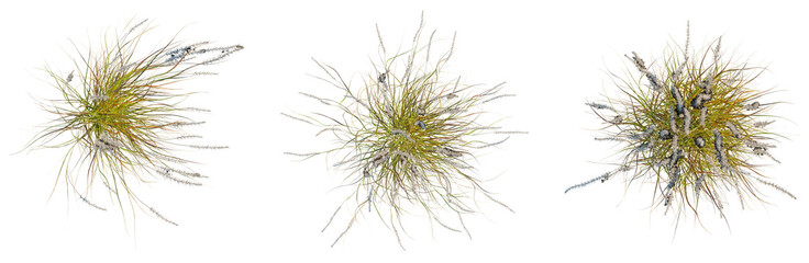 Pennisetum setaceum rubrum tree plan, top view, cutout, isolate, good for architecture visualization, Flies buzzing around, insects in flight, flying bugs