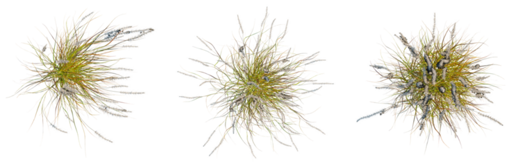 Pennisetum setaceum rubrum tree plan, top view, cutout, isolate, good for architecture visualization, Flies buzzing around, insects in flight, flying bugs