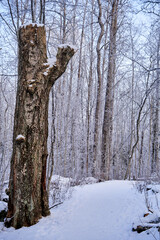 Massive trunk in forest