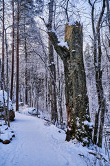 Massive trunk in forest