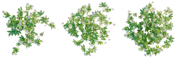 Anemone canadensis tree plan, top view, cutout, isolate, good for architecture visualization, Lush green flowering branches with white blooms on transparent background