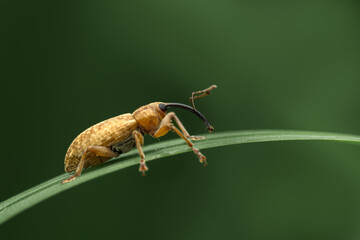 Long-armed Weevil (Dorytomus longimanus) macro on poplar bark, overwintering snout beetle.
