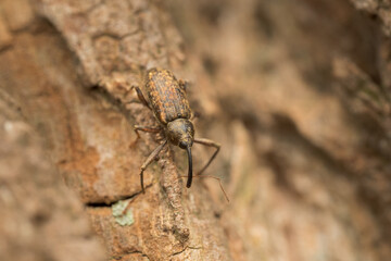 Long-armed Weevil (Dorytomus longimanus) macro on poplar bark, overwintering snout beetle.
