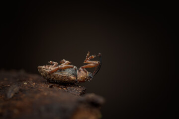 Long-armed Weevil (Dorytomus longimanus) macro on poplar bark, overwintering snout beetle.
