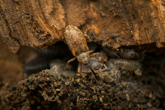 Long-armed Weevil (Dorytomus longimanus) macro on poplar bark, overwintering snout beetle.
