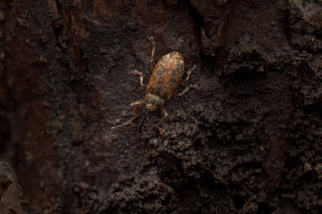 Long-armed Weevil (Dorytomus longimanus) macro on poplar bark, overwintering snout beetle