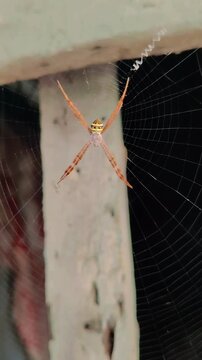 The image shows a female St Andrew&rsquo;s Cross spider (Argiope keyserlingi), a striking orb-weaver known for its black, yellow, and white patterned body.