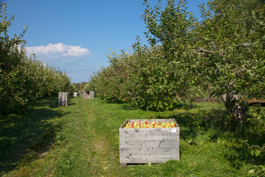 unny Autumn Apple Orchard with Wooden Crates of Fresh Apples