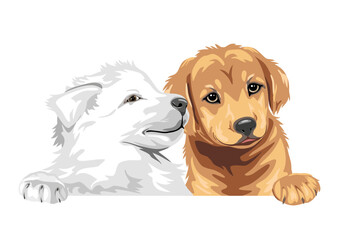 White Swiss Shepherd and Golden Retriever are best friends