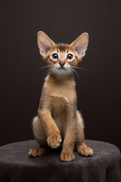 studio portrait of an abyssinian kitten sitting on brown blanket and looking at camera curiously against brown background