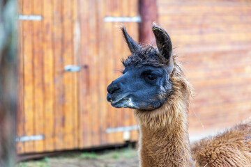 Profile Portrait of a Brown Llama Near Barn © Jorens
