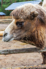 Fototapeta premium Bactrian camel portrait with thick winter coat