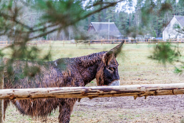 Shaggy Donkey Standing in a Rainy Farm Pasture
