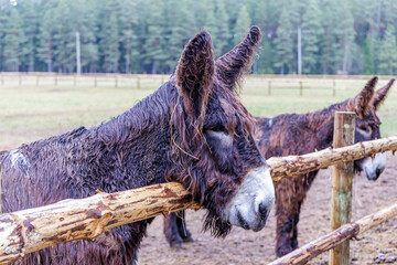 Shaggy Poitou Donkey Standing in a Rainy Farm Pasture