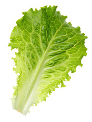 Fresh green lettuce leaf with water droplets on a transparent background