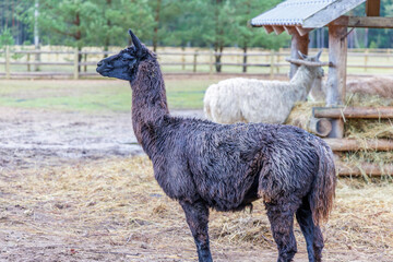 Profile Portrait of a Dark Llama in the Rain