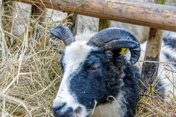 Close Up of Horned Sheep Eating Hay