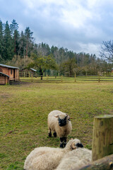 Valais Blacknose Sheep in Farm Pasture