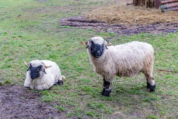 Two Valais Blacknose Sheep on Grass