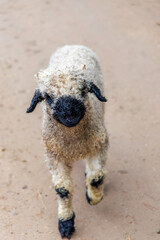 Valais Blacknose Lamb Front View Portrait