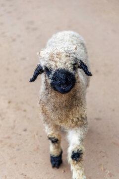 Valais Blacknose Sheep Lamb Walking on Farm