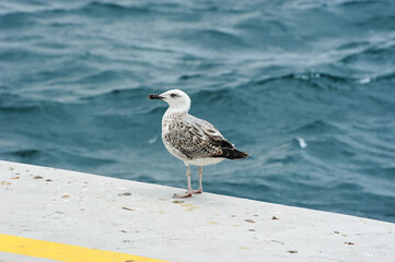 seagull on the shore of the Bosphorus