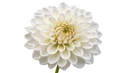 Stunning white dahlia flower on a transparent background