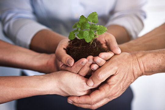 Team, unity and hands with plant, office and colleagues with investment opportunity and sustainable. Collaboration, leaves and commitment to green development, future and people with soil or growth