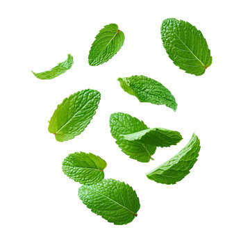 Scattered Mint Leaves in Mid- Air green fresh isolated on a transparent background