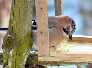 In winter, a common jay (garrulus glandarius) bird consumes food from a feeder