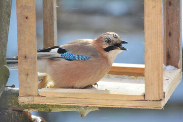 Obraz premium In winter, a common jay (garrulus glandarius) bird consumes food from a feeder
