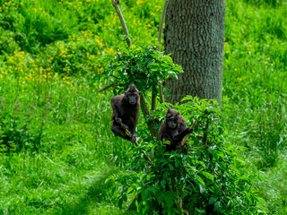 Monkeys in lush green tropical forest