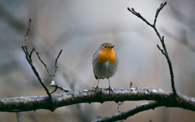 European robin on a branch in rainy winter day
