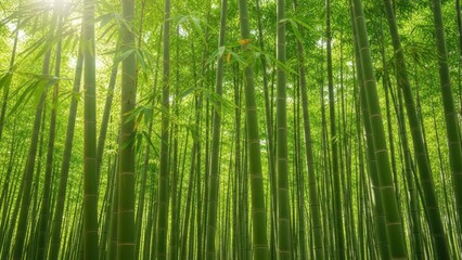 Lush green bamboo forest with sunlight filtering through leaves