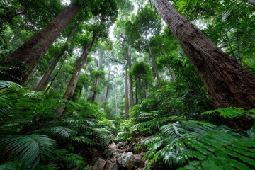 Lush green rainforest with towering trees and ferns