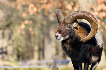 Portrait of European mouflon ram with impressive curved horns