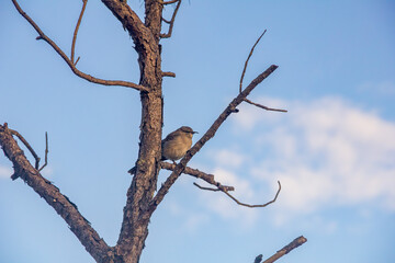 Dune vegetation plays an important ecological role, stabilizing the sand and preventing erosion.