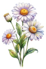 Watercolor painting of daisies in full bloom and bud on white background