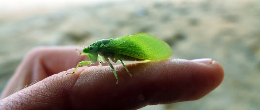 Green Cicadas in the rainy coastal forest on the Spice Islands, Ternate. Indonesia