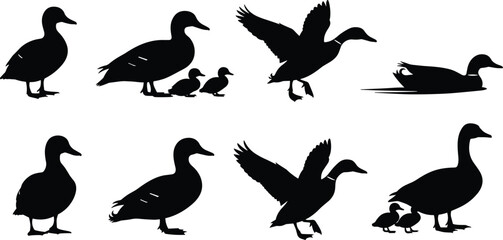 Obraz premium Black duck silhouette collection with mallard family flying swimming and standing in various poses isolated on white background for nature design.