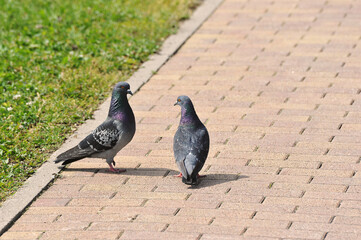 Two pigeons cooing on the path