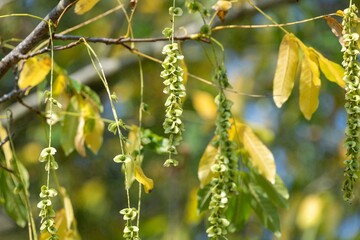 Close up of nutlets hanging from a Caucasian walnut (pterocarya fraxinifolia) tree
