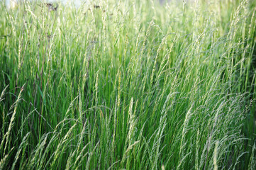 Obraz premium background of green summer grass