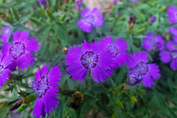 Obraz premium Amur carnation Reddish-purple. Russian Far East. A feral specimen