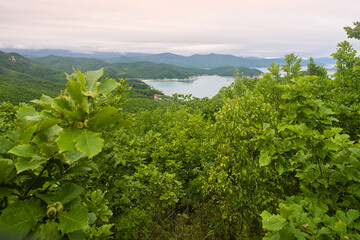 Landscapes of the mountains and oak forests. The Mongolian oak (Quercus mongolica) tree covers all...