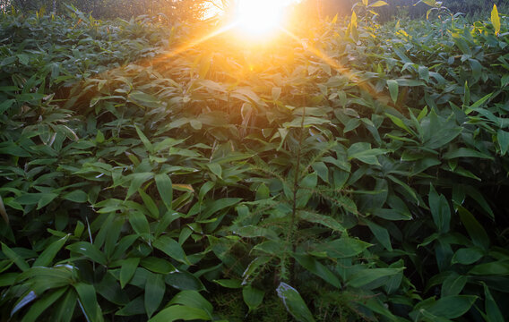 Sasa kurilensis. West Sakhalin Mountains, hill country. Glade of ilver fir-spruce taiga forest, Sea of Japan. Damp taiga meadows. Japanese herbal medicine. On sunset