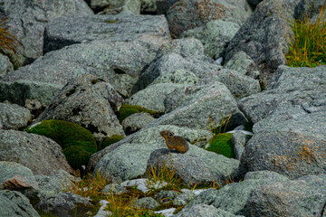 Obraz premium Block field, debris flow (corrom) mountains and typical inhabitants. Altai pika (Ochotona alpina), Sayan mountains, near Lake Baikal. Alpine belt of mountains