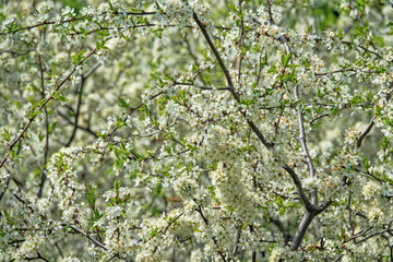 Fototapeta premium Blackthorn (Prunus spinosa) thornbush. Plot of forest-steppe, blooming wild fruit trees. Type of biocenosis close to natural, primal steppe. Rostov region, Russia